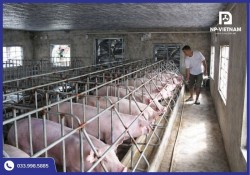 Bảng giá quạt thông gió chuồng trại 2026 tốt nhất: Đầu tư 1 lần - Dùng bền 10 năm