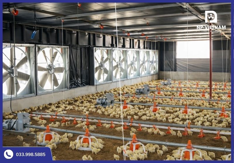 Quạt thông gió NAKO lắp đặt trong trại gà