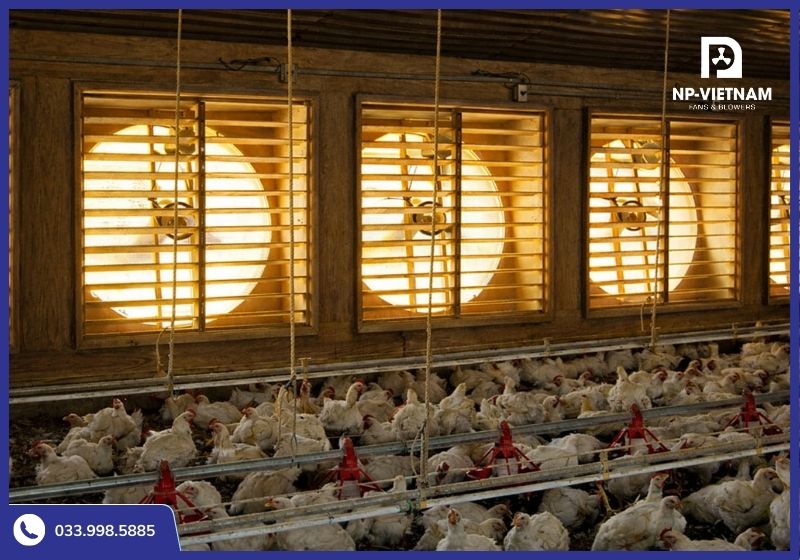 Hệ thống quạt thông gió trang trại giúp lưu thông không khí, giảm nhiệt và khí độc trong chuồng nuôi